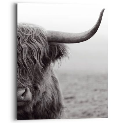 Decoratief paneel Schotse hooglander stier 40x50cm MDF