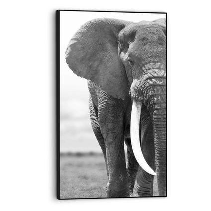 Cadre artistique Éléphant noir/blanc 70x118cm