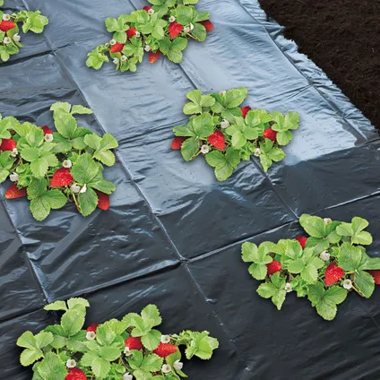 Nature Feuille de paillis pour fraises 1,4 x 20 m 6030231 3
