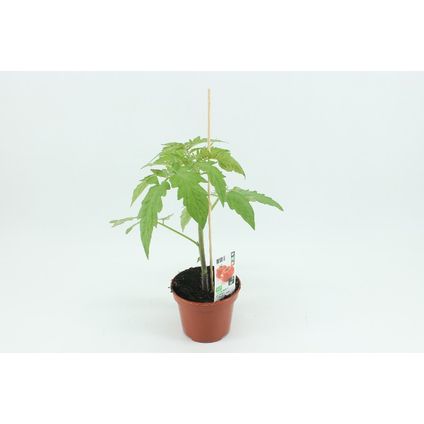 Tomatenplant biologisch ⌀12cm ↕40cm
