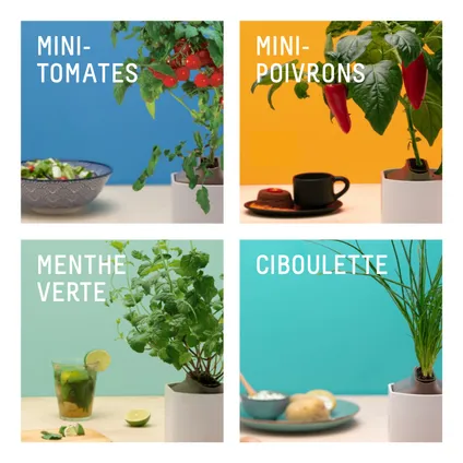 4-PACK: Prêt à Pousser Mini Tomates, Mini Poivrons, Ciboulette, Menthe Verte 5