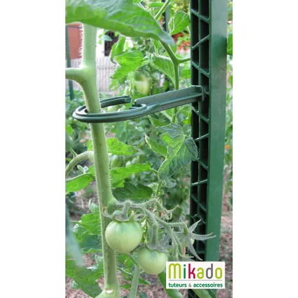 Modul'o tomatensteun groen 180cm  3