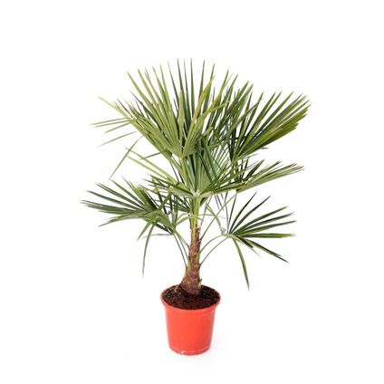 Trachycarpus Fortunei palmboom stamhoogte 30+cm 15L