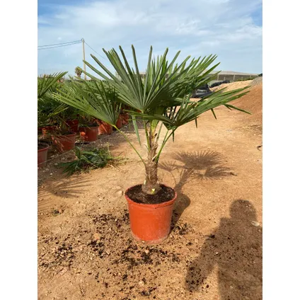 Trachycarpus Fortunei palmboom stamhoogte 30+cm 15L 2