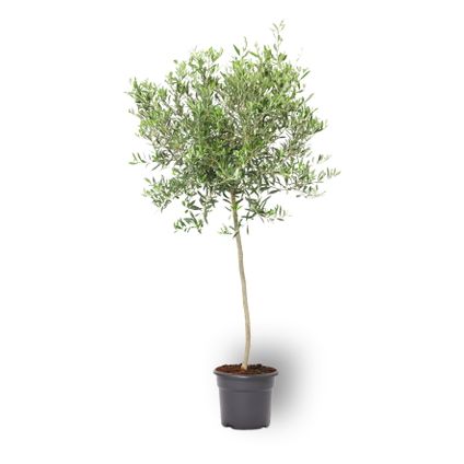 Olea olijfboom stamomtrek ca. 8-10cm 25L