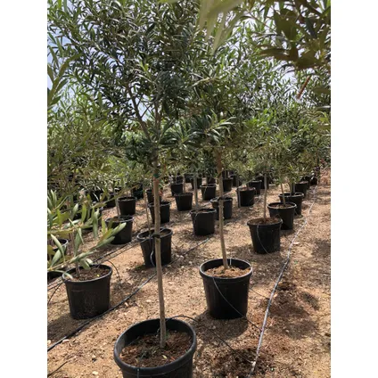 Olea olijfboom stamomtrek ca. 8-10cm 25L 2