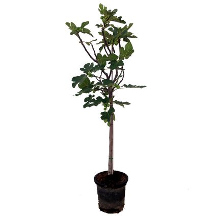 Ficus Carica vijgenboom stamomtrek ca. 8-10cm 15L