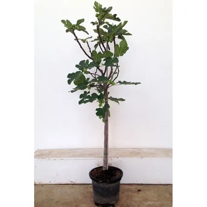 Ficus Carica vijgenboom stamomtrek ca. 8-10cm 15L 2