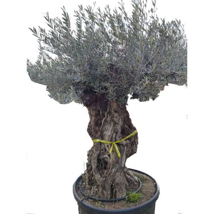 Olea olijfboom stamomtrek ca. 100cm 285L