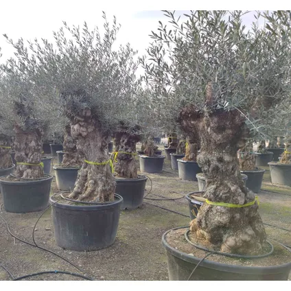 Olea olijfboom stamomtrek ca. 100cm 285L 2