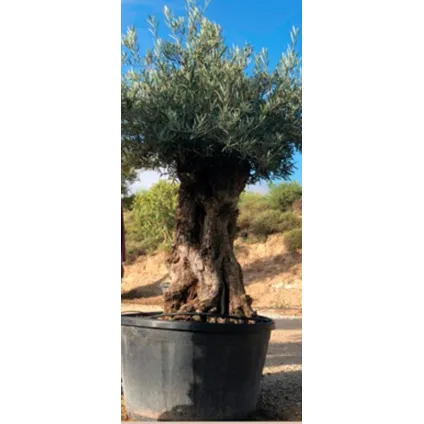 Olea olijfboom stamomtrek ca. 100cm 285L 3