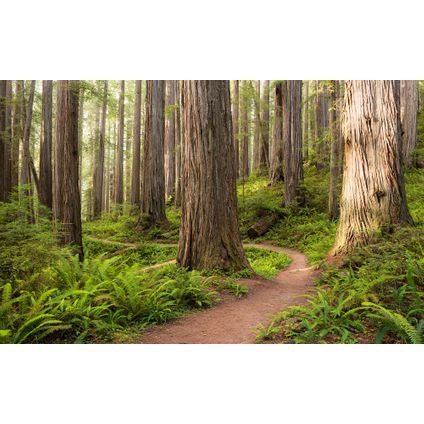 Komar fotobehang Redwood Trail