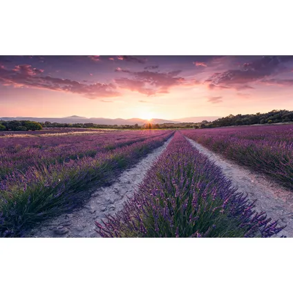 Komar fotobehang Lavender Dream 450x280cm 2