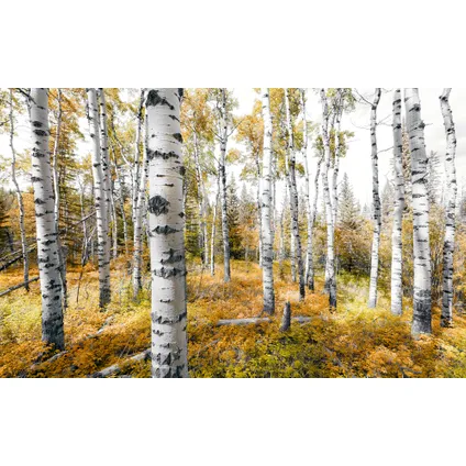 Komar fotobehang Colorful Aspenwoods 450x280cm 2
