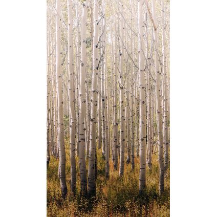 Vliesbehang mural Birch Tree beige A42601