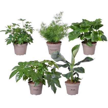 Diverse groen mix planten potmaat 15cm h 45cm