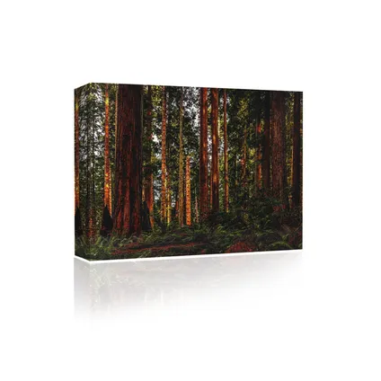 Sigel oplaadbare Sound Art bluetooth speaker canvas Trees in the forest 41x51cm