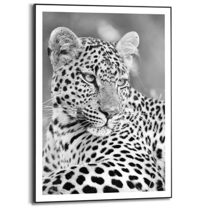 Schilderij Luipaard Zuid Afrika - Safari - Gevlekt - Katachtigen  - Slim Frame 50 x 70 cm MDF Zwart-Wit