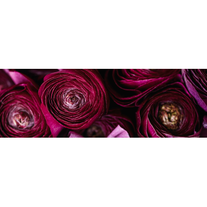 Glassart paarse rozen 30x97cm