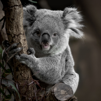Tableau en verre koala 45x45cm