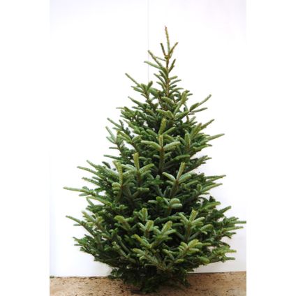 Kerstboom Fraserspar gekapt - A-kwaliteit - ↕175-200cm