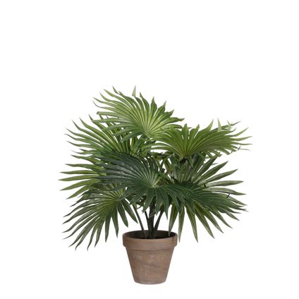 Palm groen in pot Stan grijs d11,5cm - h40xd35cm