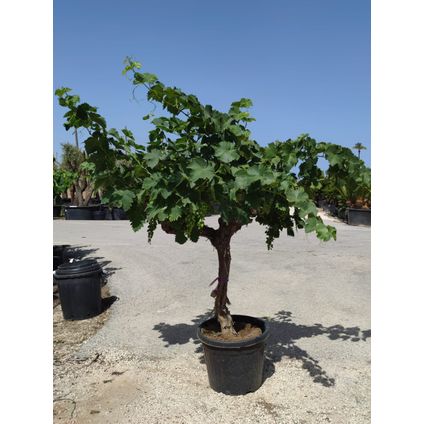Druivenrank (Vitis Vinfifera) bonsai ⌀40cm - ↕125-150cm