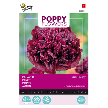 Poppy Flowers Papaver Black Paeony