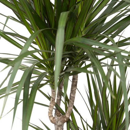 XXL Dracaena Marginata, Drakenbloedboom - 120cm hoog, ø21cm 2