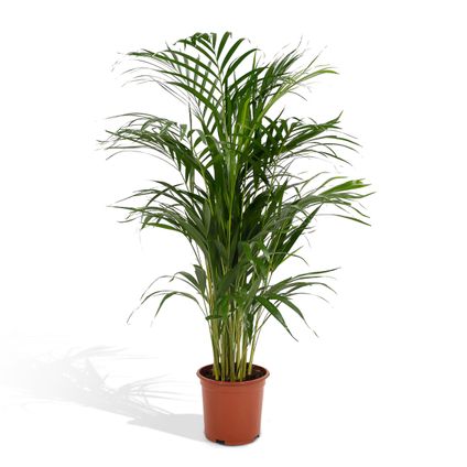 Areca Palm - Goudpalm, Dypsis Lutescens - 110cm hoog, ø21cm