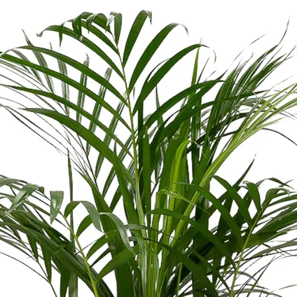 Areca Palm - Goudpalm, Dypsis Lutescens - 110cm hoog, ø21cm 2