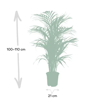 Areca Palm - Goudpalm, Dypsis Lutescens - 110cm hoog, ø21cm 3