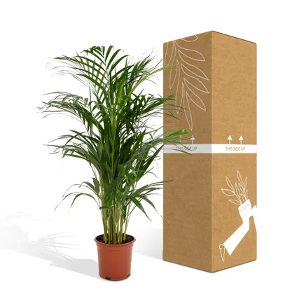 Areca Palm - Goudpalm, Dypsis Lutescens - 110cm hoog, ø21cm 4