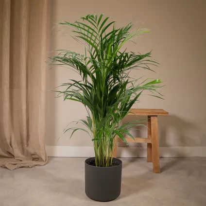 Areca Palm - Goudpalm, Dypsis Lutescens - 110cm hoog, ø21cm 5
