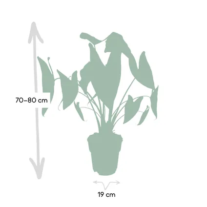 Alocasia Zebrina - Olifantsoor - 80cm hoog, ø19cm 3
