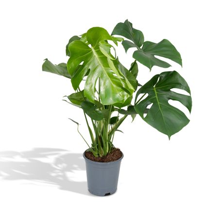Monstera Deliciosa - Gatenplant - 80cm hoog, ø21cm