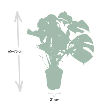 Monstera Deliciosa - Gatenplant - 80cm hoog, ø21cm 3
