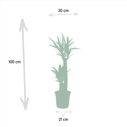 XL Yucca - Palmlelie -100 cm hoog, ø21cm 3