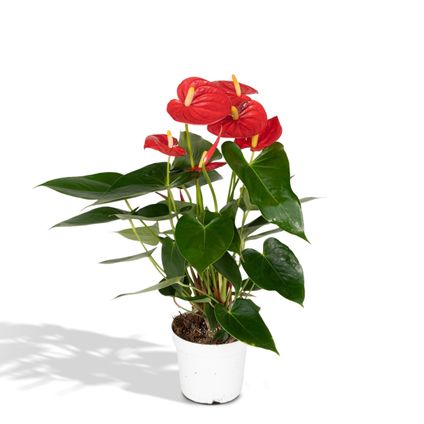 Anthurium Red - Flamingoplant - 40cm - Ø12cm