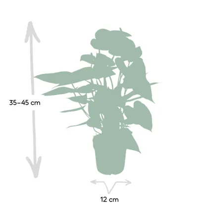 Anthurium Red - Flamingoplant - 40cm - Ø12cm 3