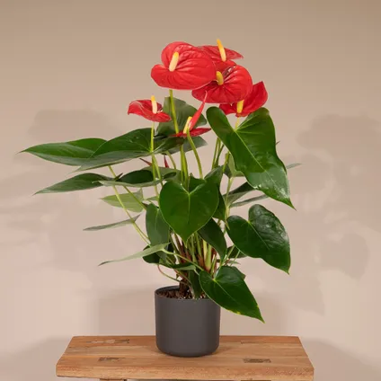 Anthurium Red - Flamingoplant - 40cm - Ø12cm 5
