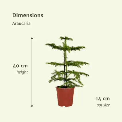 Araucaria - Kamerden - 40cm - Ø14cm 4