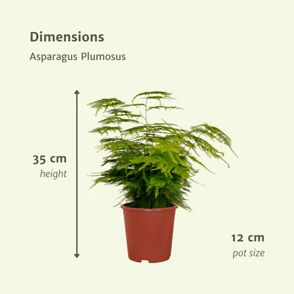 Asparagus Plumosus - Sierasperge - 35cm - Ø12cm 4