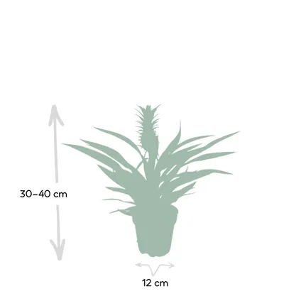Bromelia - Ananasplant - 30cm - Ø12cm 3