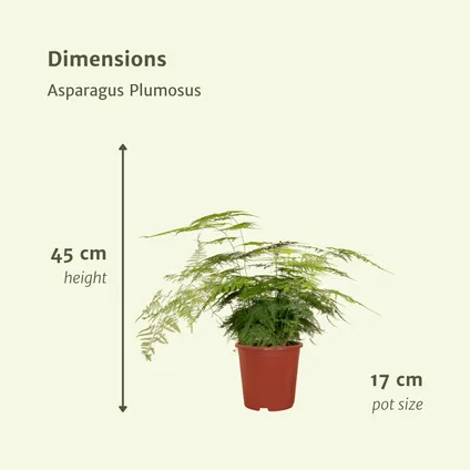 Asparagus Plumosus - Sierasperge - 45cm - Ø17cm 4