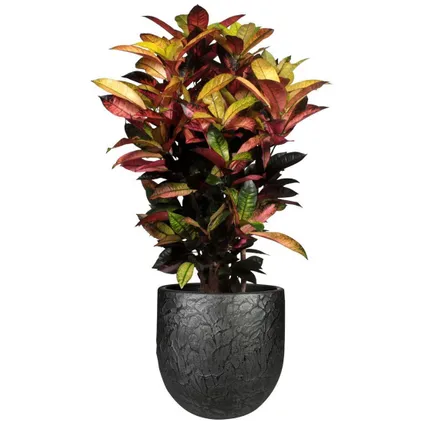 Steege Plantenpot - antiek look - zwart - H35 x D32 cm 2