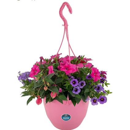 Petunia "Blooming Joy" Parade Mom Edition ⌀27cm - ↕ 40cm