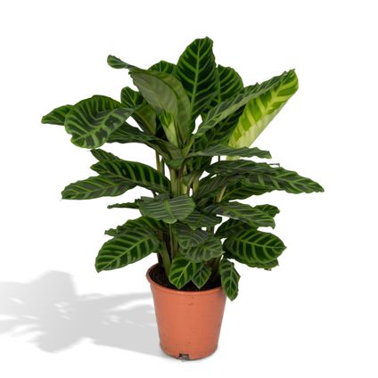 Calathea Zebrina - Pauwenplant - 80cm - Ø19cm