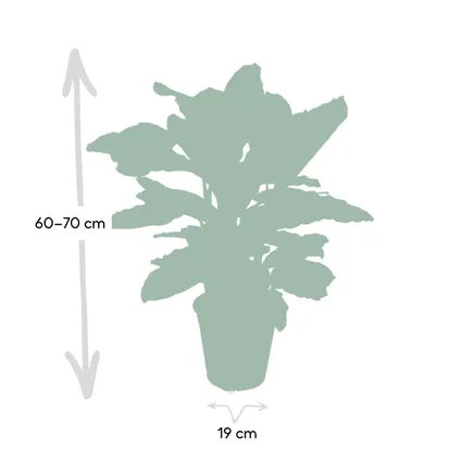 Calathea Zebrina - Pauwenplant - 80cm - Ø19cm 3