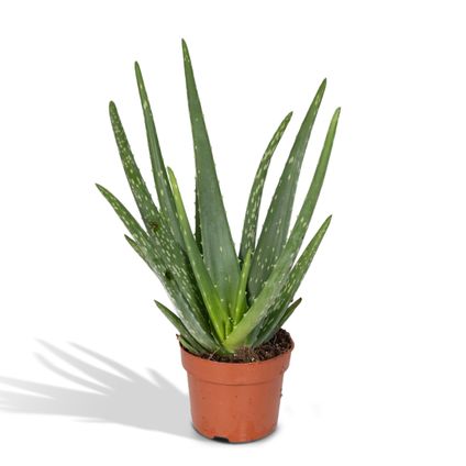 Aloe vera - Succulent - 20cm - Ø12cm